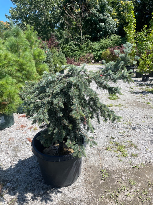 Procumbens Colorado Blue Spruce