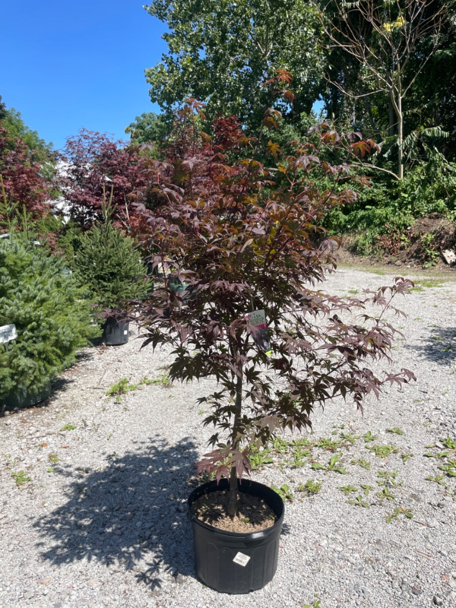 Bloodgood Japanese Maple-5 gallon