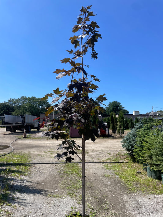 Crimson Sunset Maple