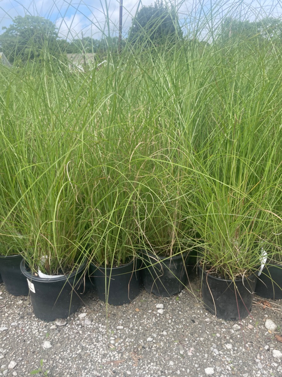 Dwarf Maiden Grass