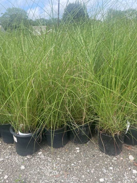 Dwarf Maiden Grass