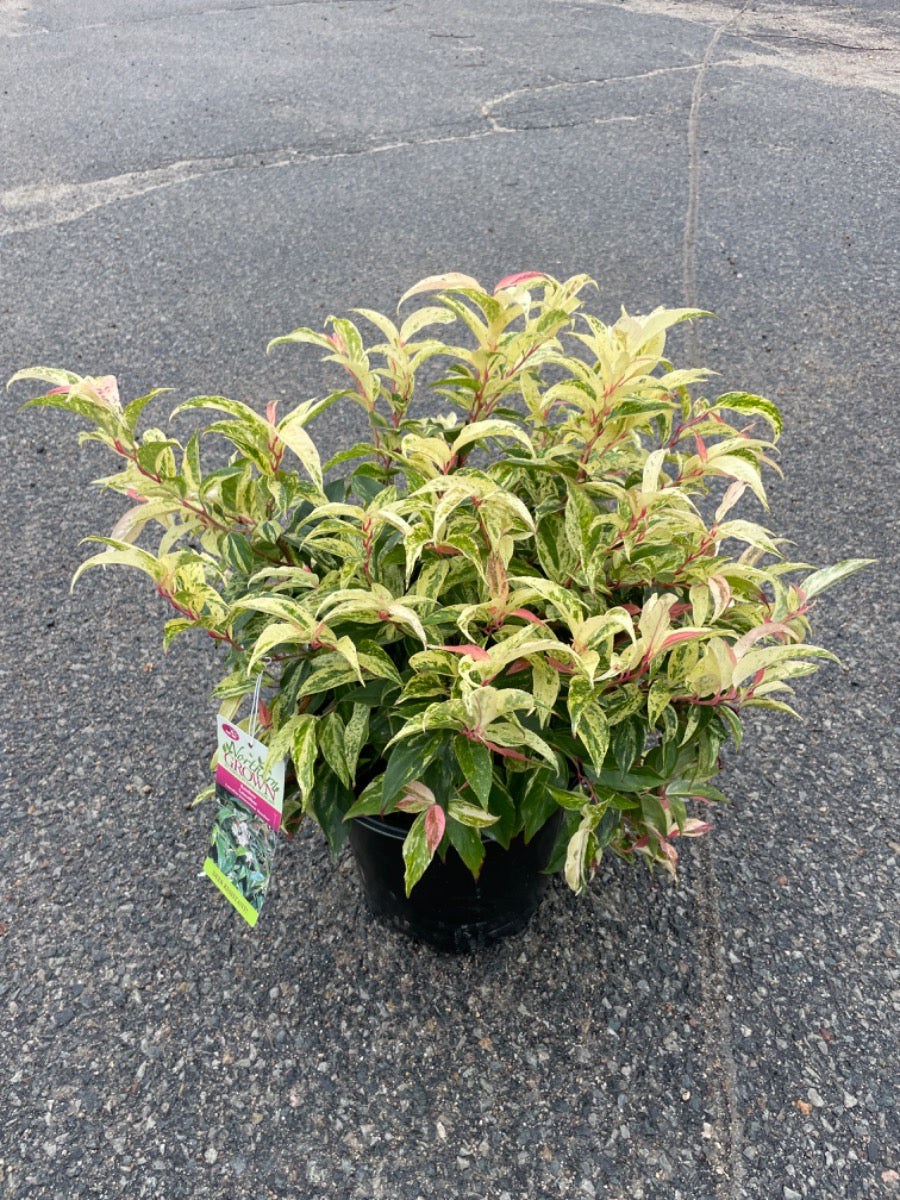 Rainbow Leucothoe