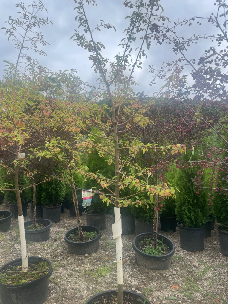 Sugar Tyme Crabapple