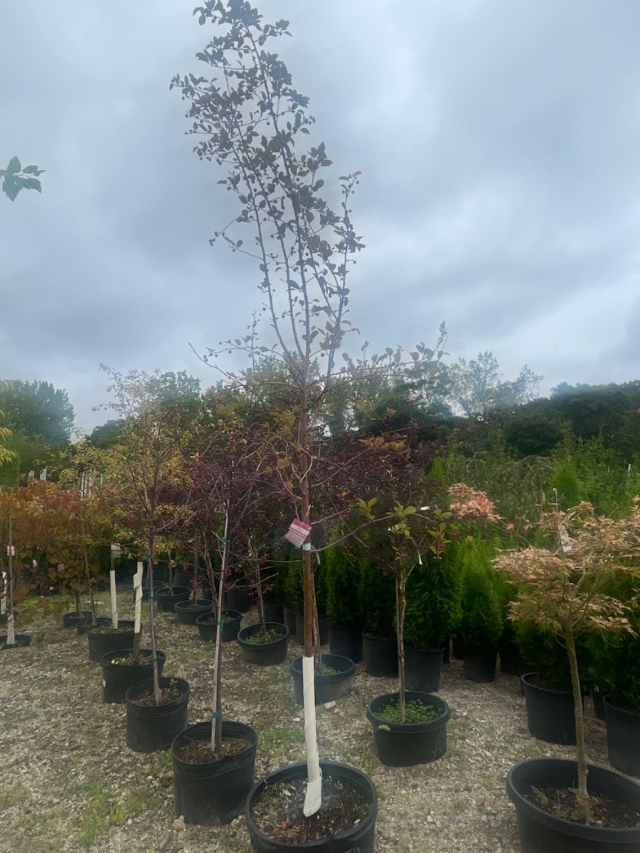 Red Splendor Crabapple