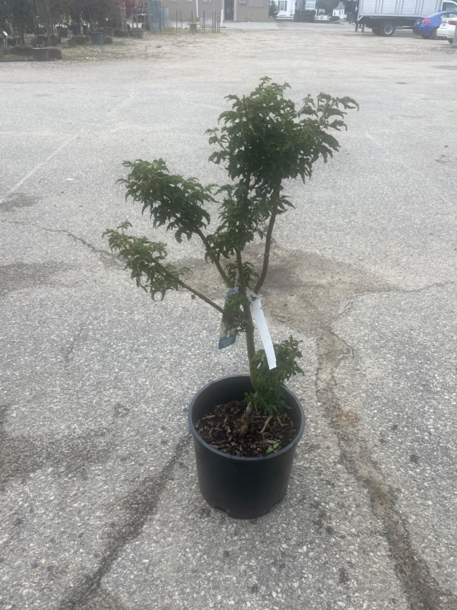 Shishigashira Japanese Maple