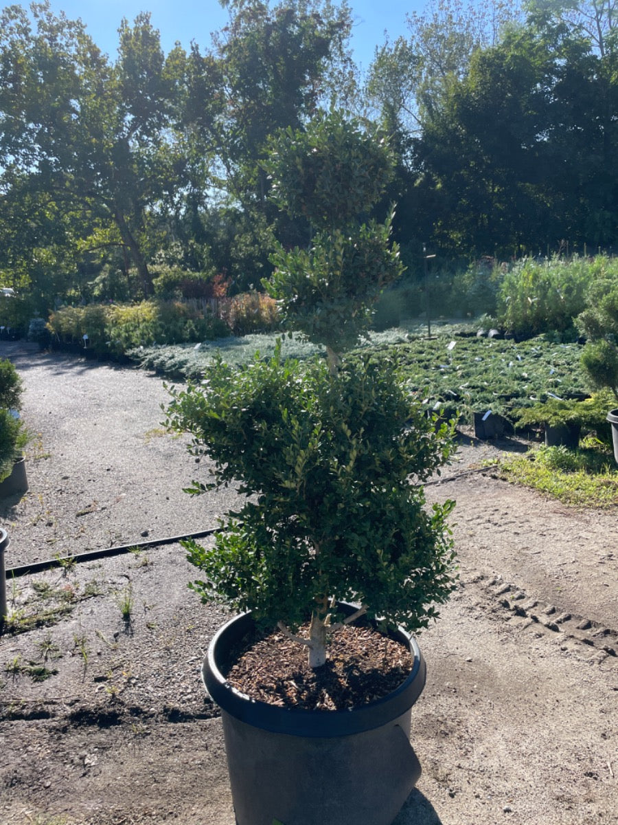 Green Mountain Boxwood Topiary