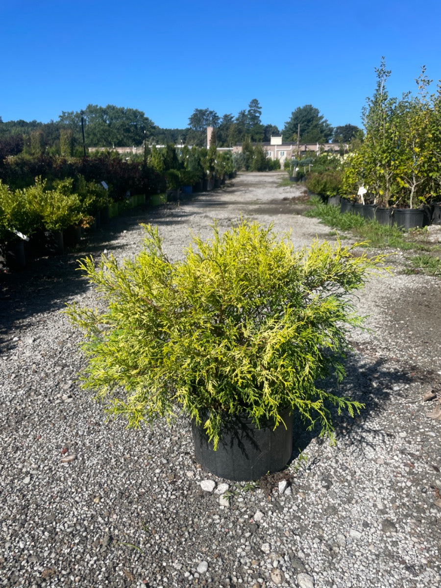 King's Gold False Cypress