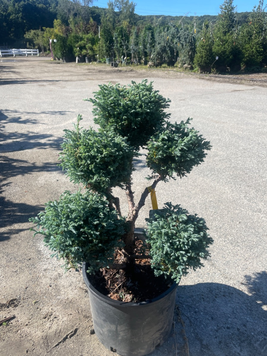 Boulevard Blue Moss Cypress pom pom