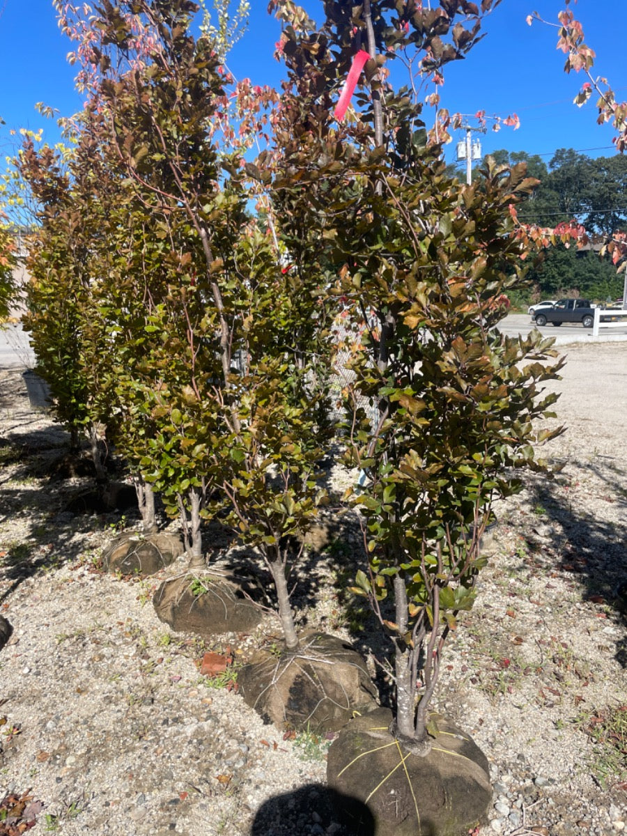 Dawycki Purple European Beech