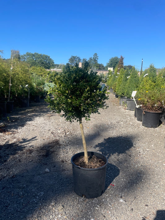 Green Velvet Boxwood Standard