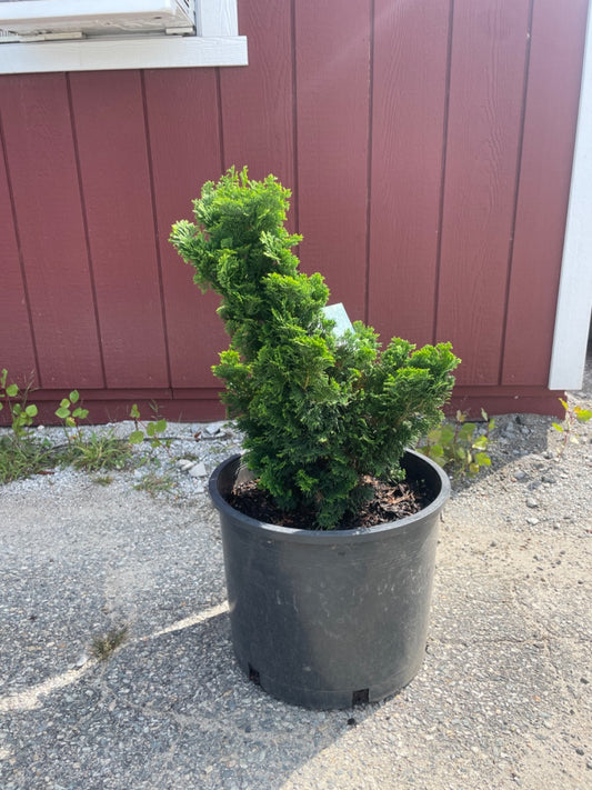 Dwarf Hinoki Cypress