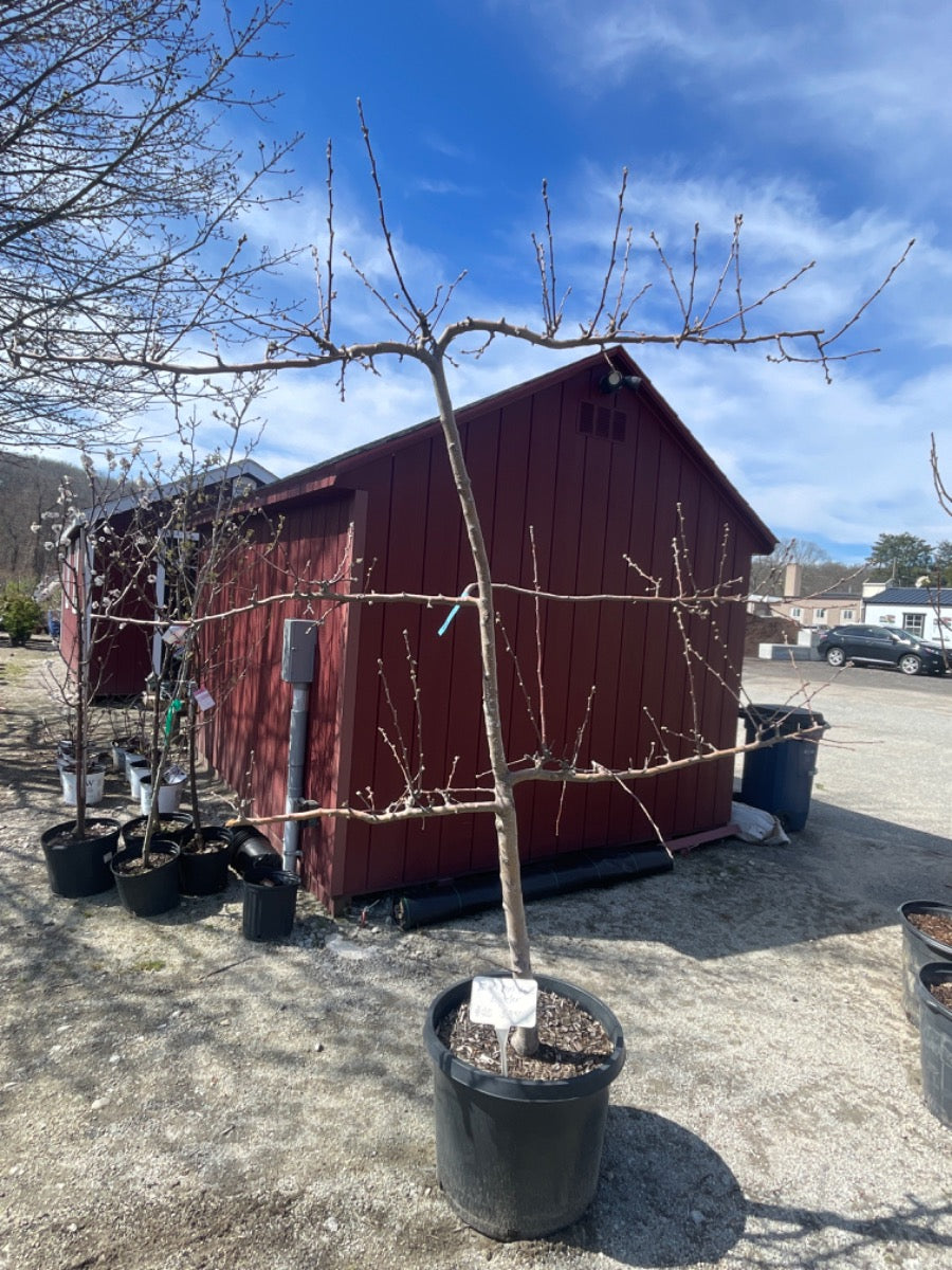 Liberty apple tree Espalier