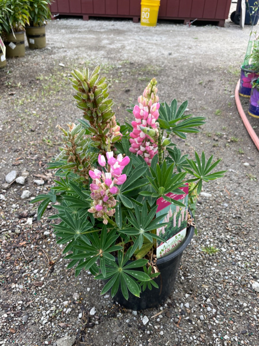 Gallery Pink Lupine