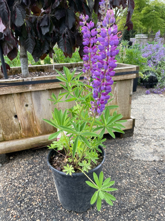 Gallery Blue Lupine