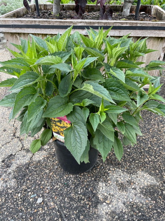 Goldsturm Black Eyed Susan