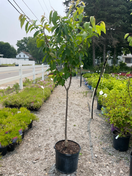 Sam Sweet Cherry Tree