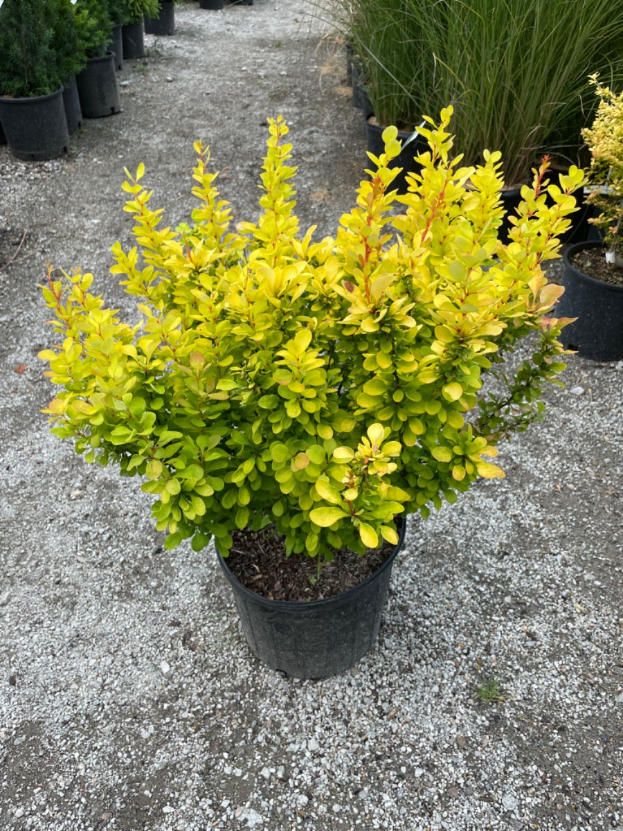 Golden Rocket Barberry