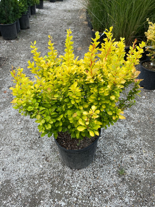 Golden Rocket Barberry