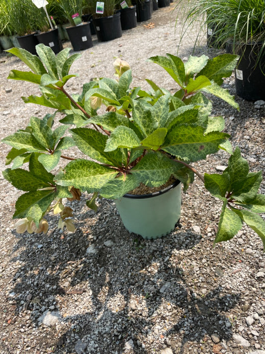 Molly's White Lenten Rose