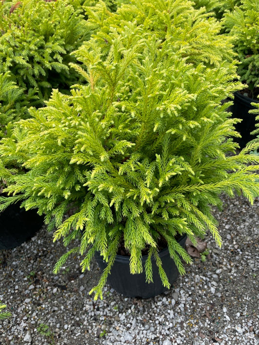 Dwarf Globe Japanese Cedar