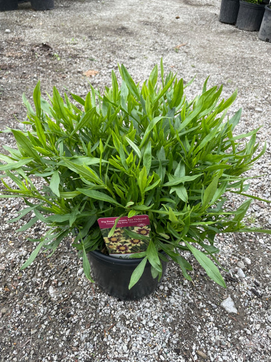 Big Bang Cosmic Eye Coreopsis