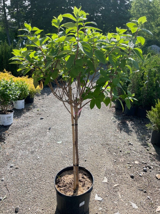 Pink Diamond Hydrangea Tree