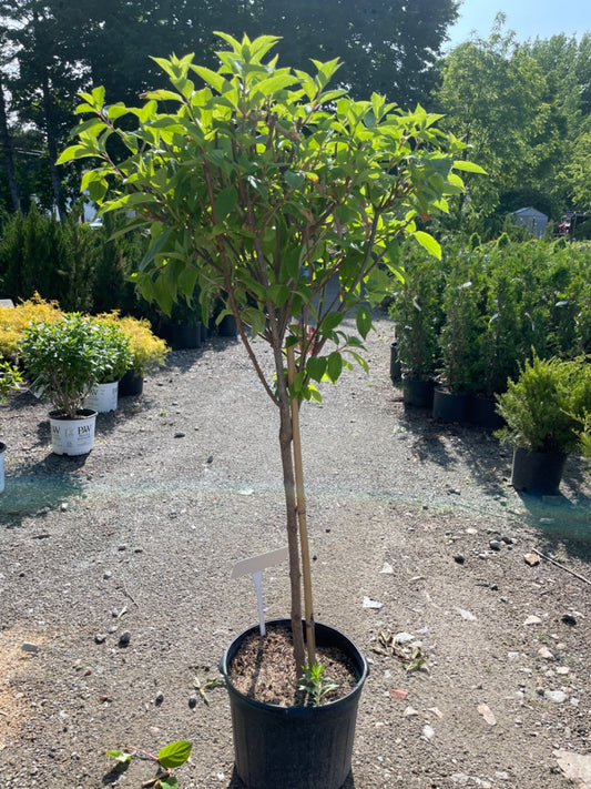 Phantom Hydrangea Tree