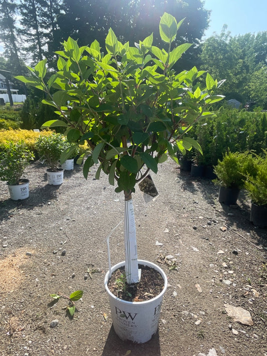 'Quick Fire' Hydrangea Tree