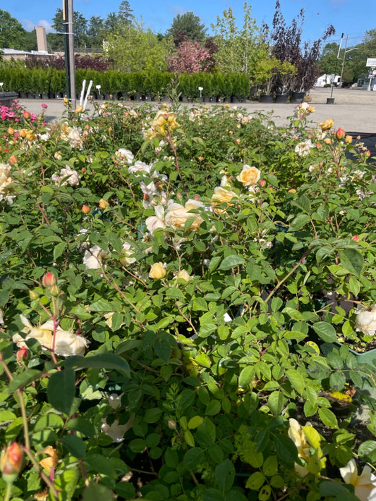 Golden Celebration Rose