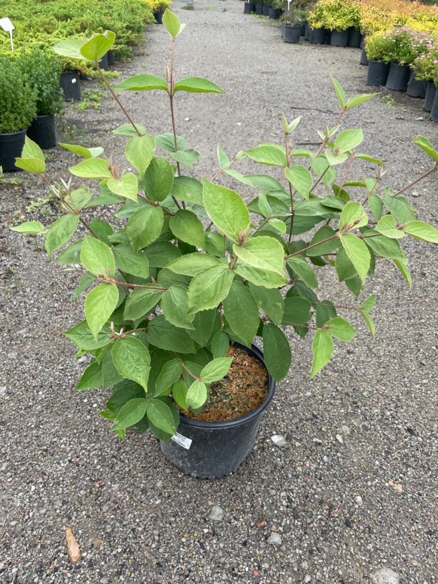 Korean Spice Viburnum