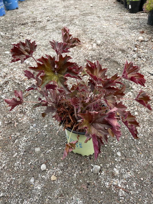 Bronze Wave Coral Bell