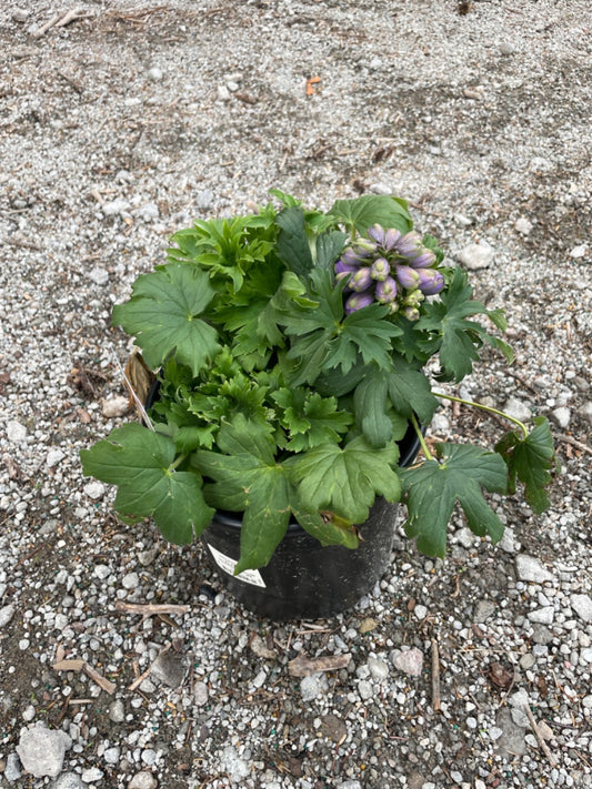 Purple Candle Larkspur