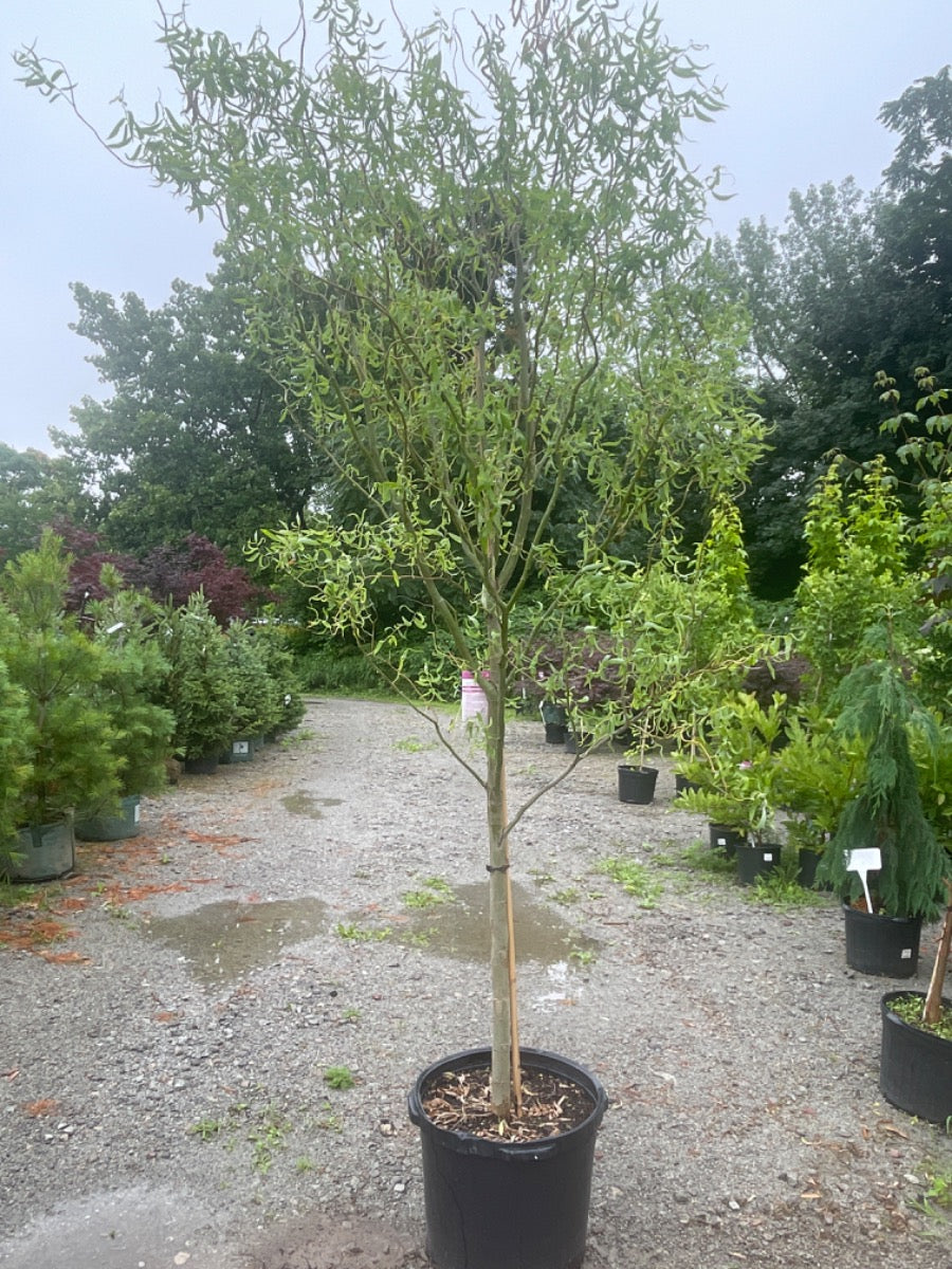 Golden Curls Willow