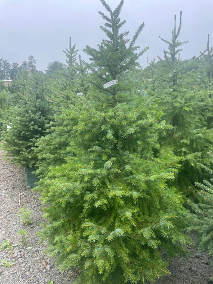 Serbian Spruce