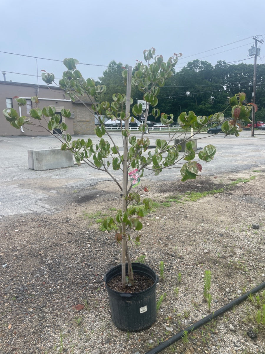 Cherokee Brave Dogwood