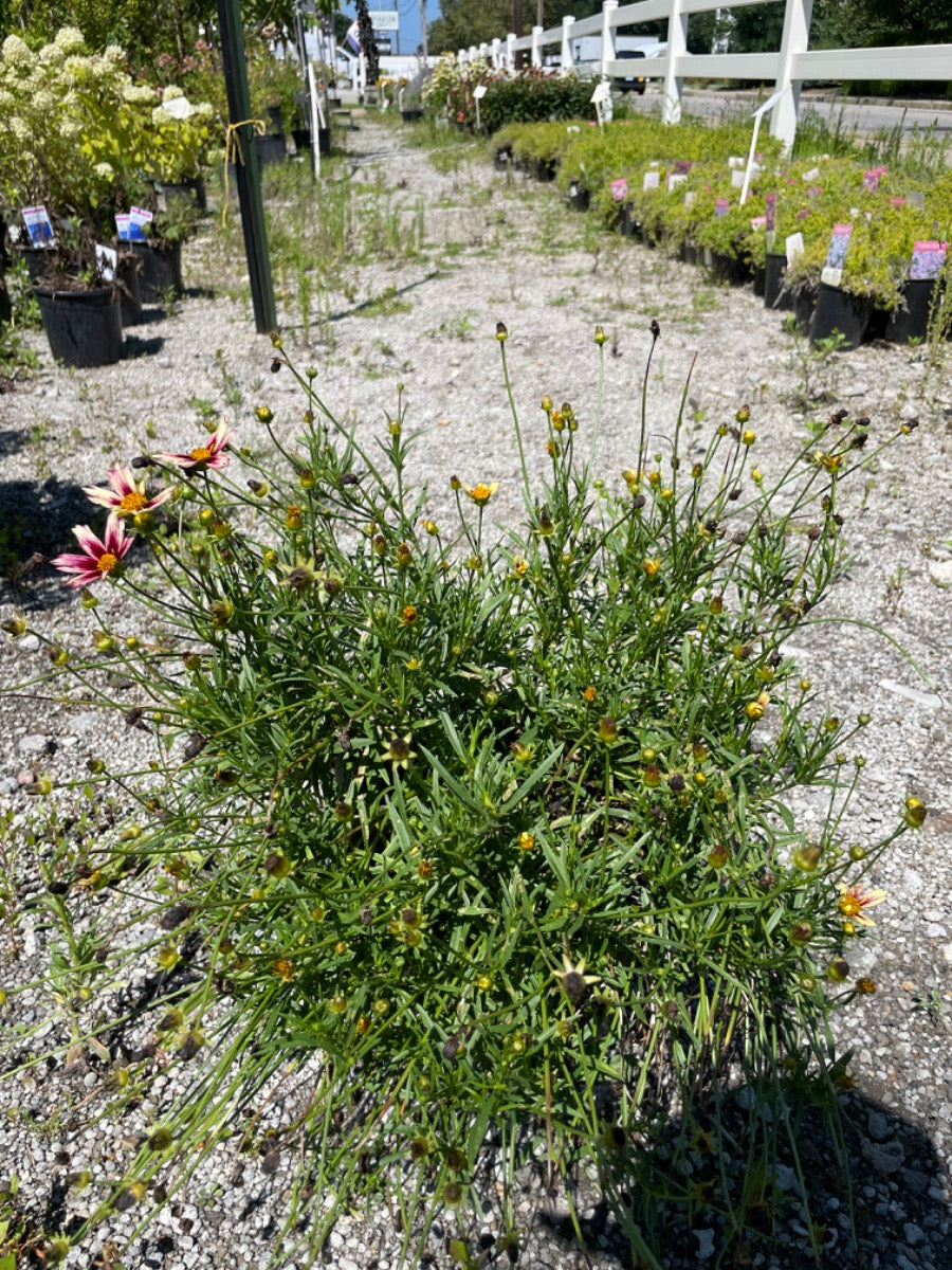 'Starstruck' Li'l Bang Coreopsis