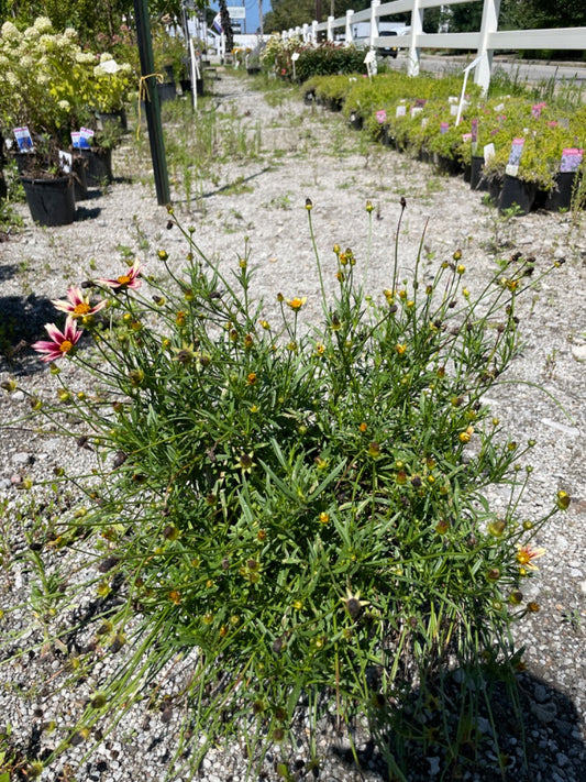 'Starstruck' Li'l Bang Coreopsis
