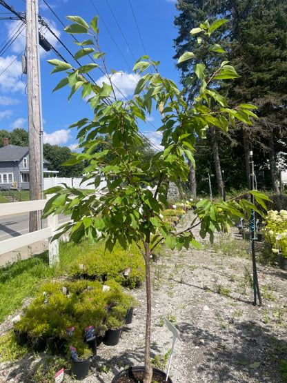 Bing Sweet Cherry