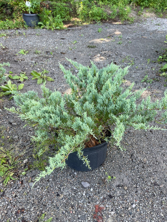 Grey Owl Juniper