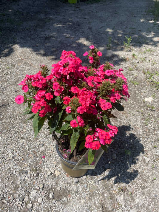 Volcano Ruby Phlox