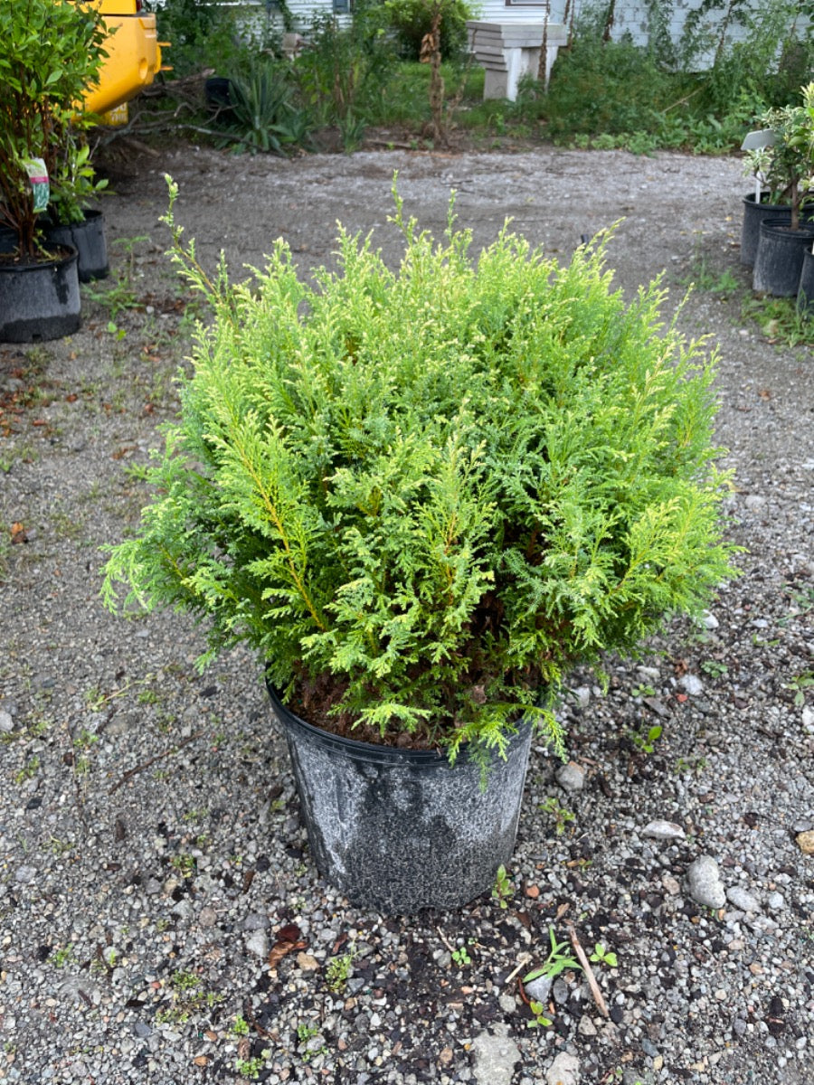 Cream Ball False Cypress