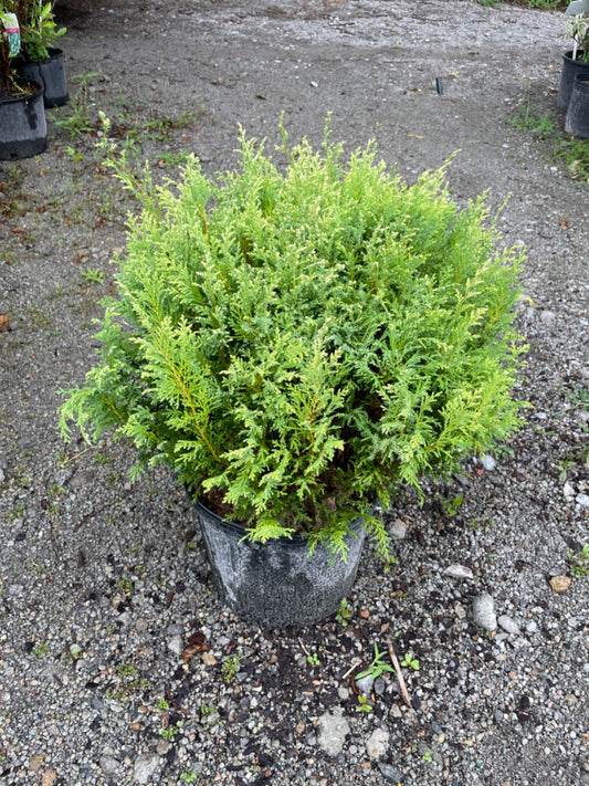 Cream Ball Falsecypress