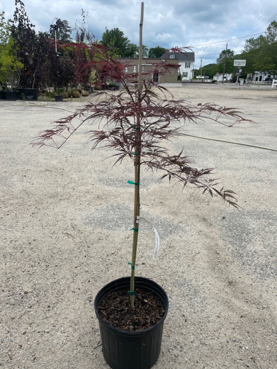 Tamukeyama Dwarf Japanese Maple