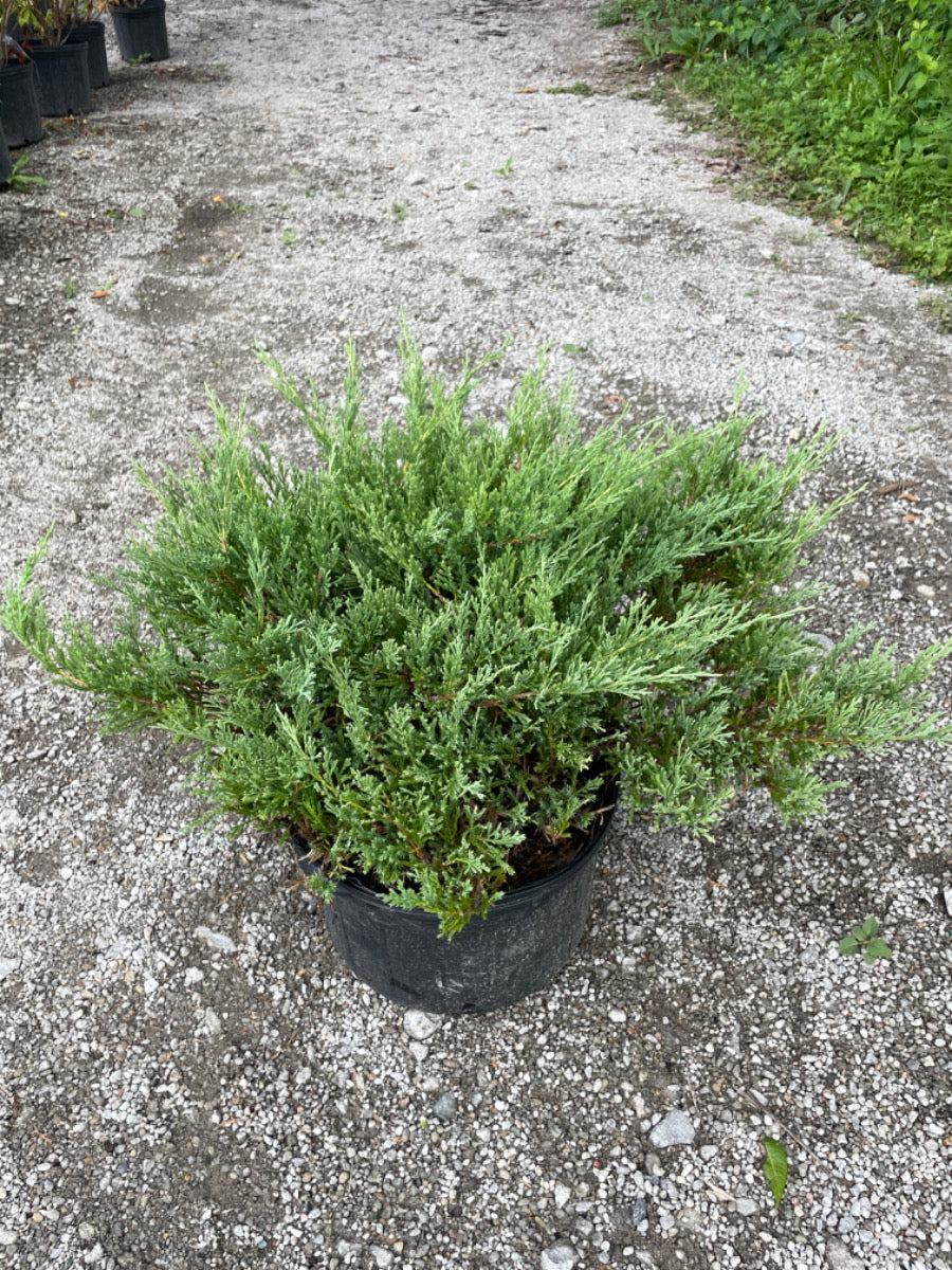 Andorra Juniper