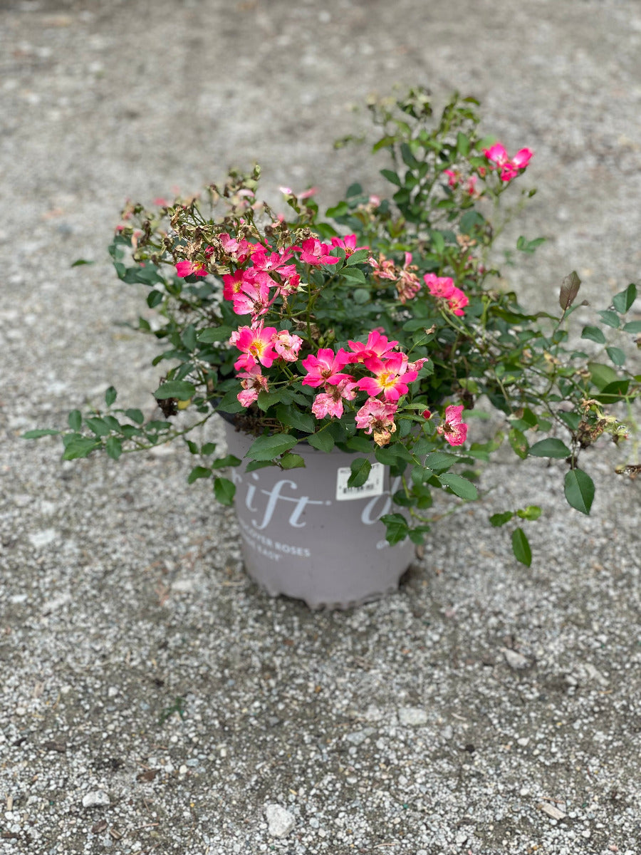 Pink Drift Rose