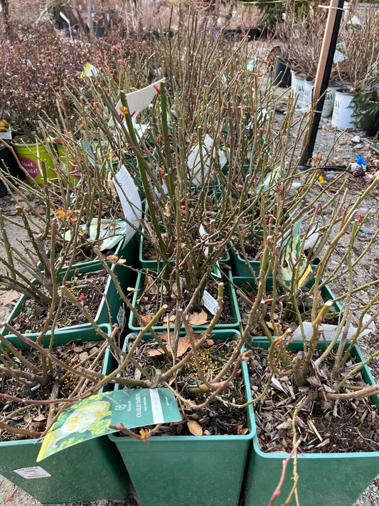 The Lady Gardener Rose