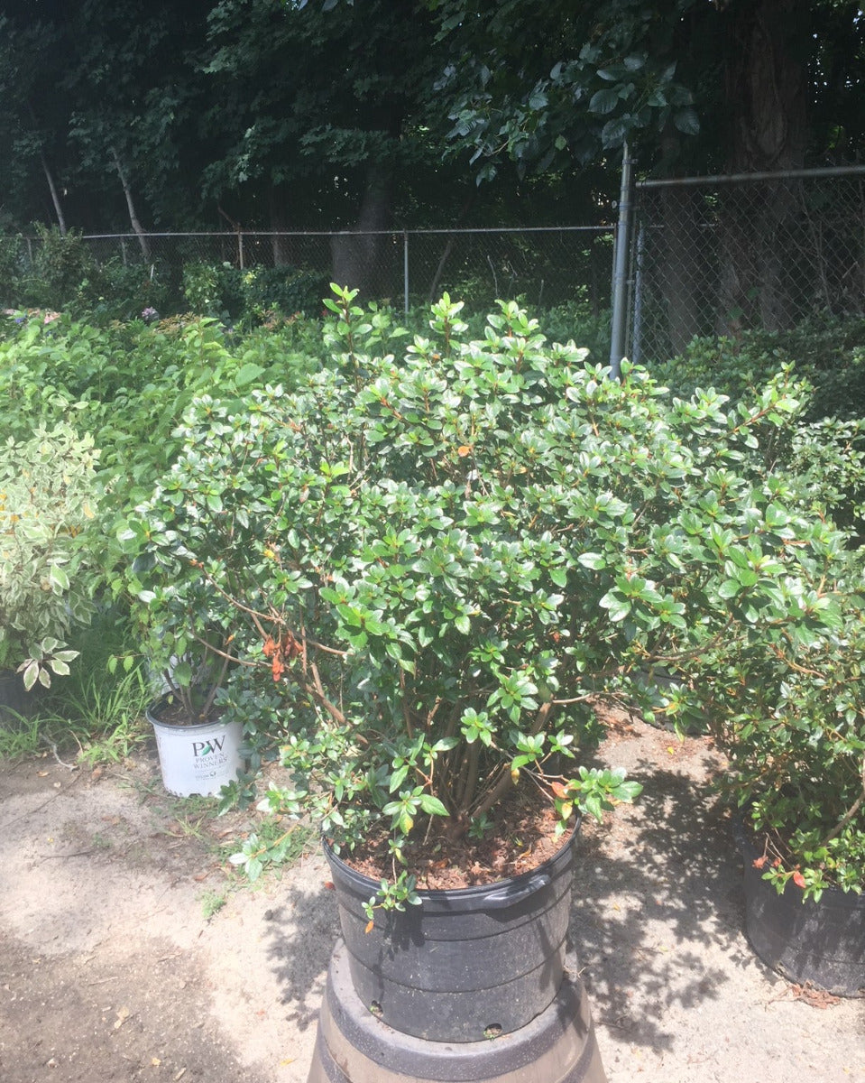 Autumn Coral Encore Azalea