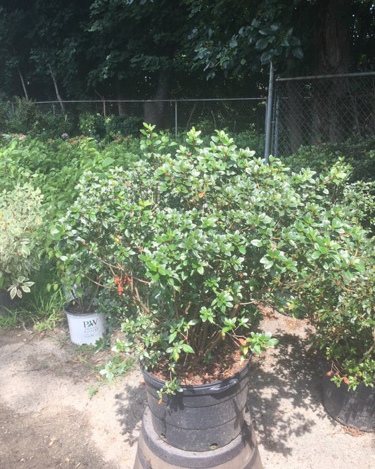 Autumn Coral Encore Azalea