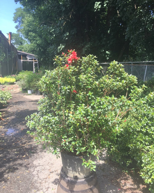Autumn Monarch Encore Azalea