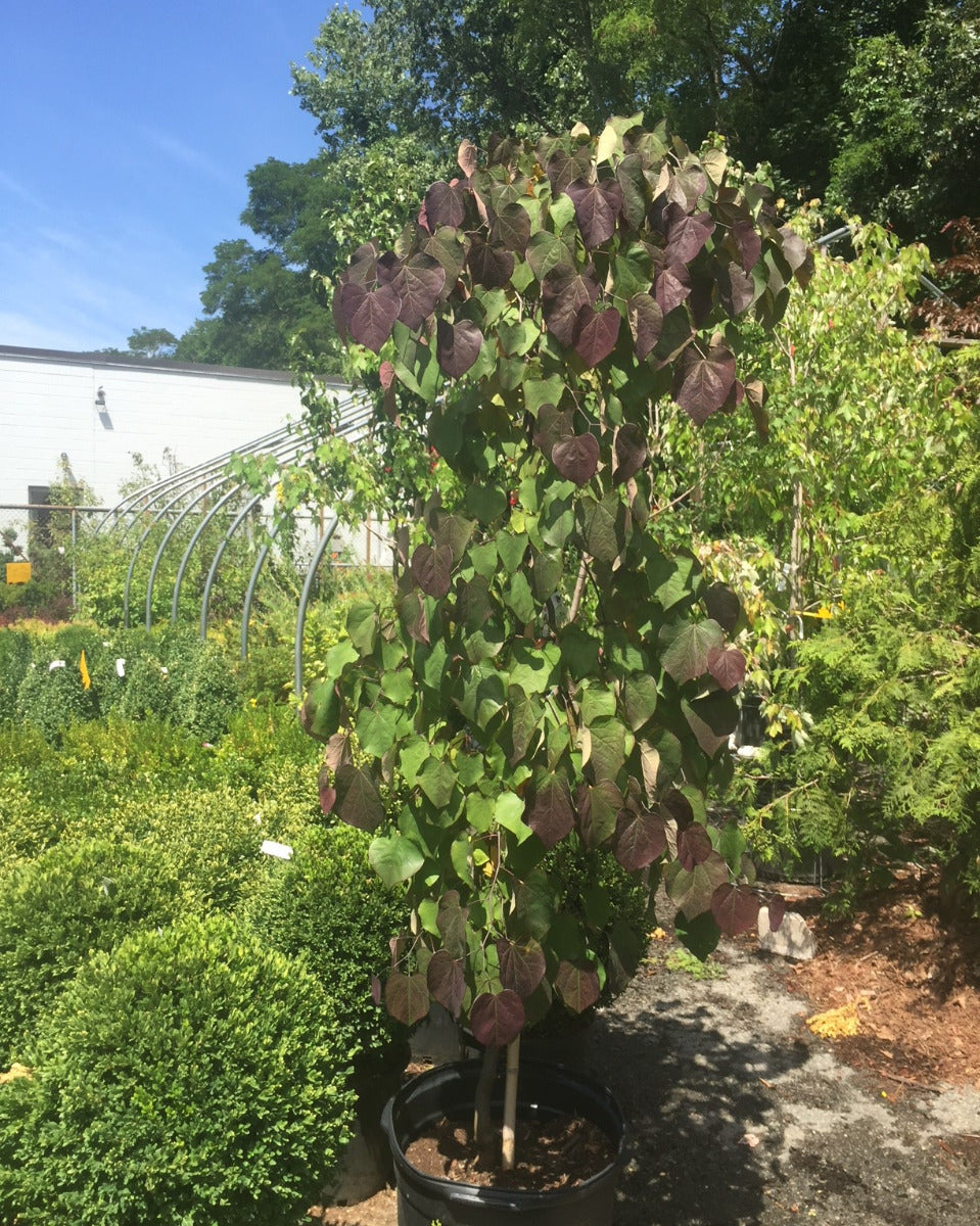Ruby Falls Redbud